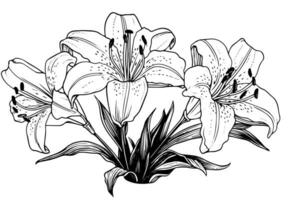 svartvit svart och vit bukett lilja isolerat på vit bakgrund. ritad för hand vektor illsutration.