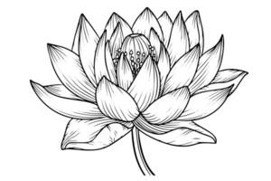 en lotus lilja vatten blomma i en årgång träsnitt graverat etsning stil vektor illustration.