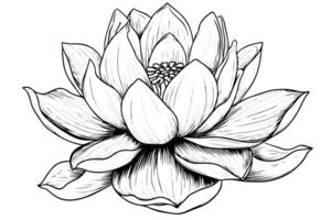 en lotus lilja vatten blomma i en årgång träsnitt graverat etsning stil vektor illustration.