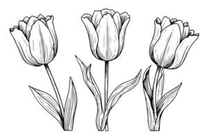Hand gezeichnet Kunst von Tulpen Geäst. Blume isoliert auf Weiß Hintergrund. Jahrgang Vektor Illustration