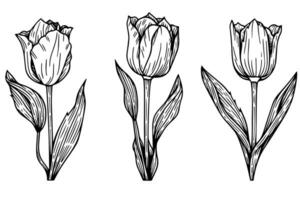 Hand gezeichnet Kunst von Tulpen Geäst. Blume isoliert auf Weiß Hintergrund. Jahrgang Vektor Illustration