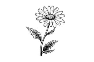 hand dragen kamomill bläck skiss. daisy blomma gravyr vektor illustration.
