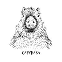 Vektor illustriert Porträt von Capybara isoliert auf Weiß Hintergrund. süß wild Capybara