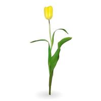 schöne Tulpen auf weißem Hintergrund. Vektor-Illustration vektor