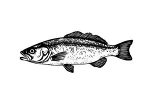 Pike Hand gezeichnet Gravur Fisch isoliert auf Weiß Hintergrund. Vektor skizzieren Illustration.