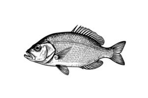 Karausche Karpfen und Barsch Hand gezeichnet Gravur Fisch isoliert auf Weiß Hintergrund. Vektor skizzieren Illustration.
