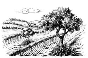 lantlig landskap med träd i de fält . årgång hand dragen skiss vektor illustration.