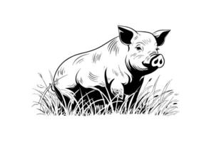 hand dragen graverat vektor bild av by landskap med grisar äta gräs i de bete.