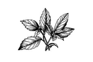 pepparmynta skiss. mynta löv grenar och blommor gravyr stil vektor illustration