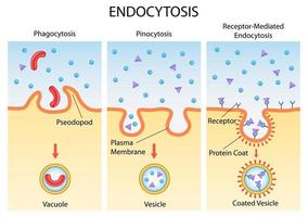 illustration av sjukvård och medicinsk utbildning ritning diagram över endocytos cellulär process för vetenskap biologi studie vektor