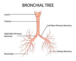 illustration av sjukvård och medicinsk utbildning ritning diagram över mänskliga bronchial lungträd för vetenskap biologi studie vektor