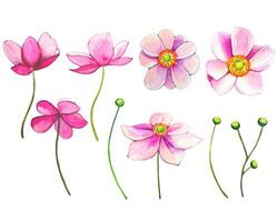 samling av rosa anemoner. vattenfärg anemon knoppar vektor