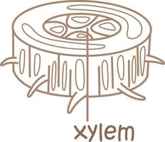 Alphabet x zum Xylem Wortschatz Schule Lektion Karikatur Färbung Seiten zum Kinder und Erwachsene vektor