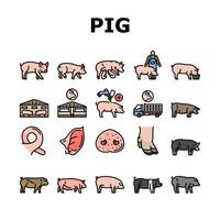 fläsk gris bruka djur- smågris gris ikoner uppsättning vektor