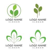 Moringa Blatt Logo Vorlage Vektor Symbol Natur