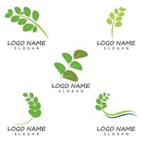 moringa leaf logo mall vektor symbol natur