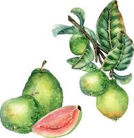 einstellen mit Ast von Baum und Komposition von Guave Früchte ganze Aquarell Illustration isoliert auf Weiß. Grün Blätter, Guajava, geschnitten Hand gezeichnet. Design zum Verpackung, Verpackung, Etikett, Poster. vektor