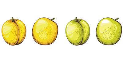 aprikos isolerat vektor illustration. frukt färgrik illustrationer isolerat på vit bakgrund. frukt samling.