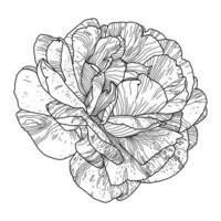 ein Linie Zeichnung von Rose Blume isoliert auf Weiß Hintergrund. Hand gezeichnet skizzieren, Vektor Illustration. dekorativ Element zum Tätowierung, Gruß Karte, Hochzeit Einladung, Färbung Buch