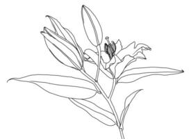 realistisch linear Zeichnung von Lilie Blume mit Blätter und Knospen vektor