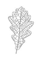 linear Grafik Eiche Blatt Muster mit Venen isoliert auf Weiß Hintergrund vektor