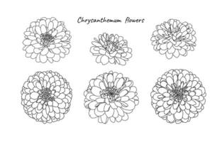 einstellen von Mini Chrysantheme Blumen auf Weiß Hintergrund vektor