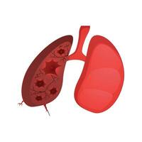 vektor realistisk lungor mänsklig organ isolerat