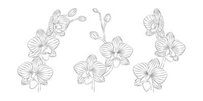 Orchidee tropisch Blumen Satz. Vektor botanisch Illustration, Kontur Grafik Zeichnung.