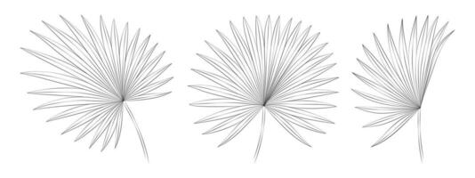 Palmetto Ventilator tropisch Blätter. Vektor botanisch Illustration, Kontur Grafik Zeichnung.