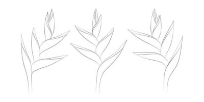 Heliconia tropisch Blumen Satz. Vektor botanisch Illustration, Kontur Grafik Zeichnung.
