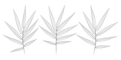 bambu tropisk löv uppsättning. vektor botanisk illustration, kontur grafisk teckning.