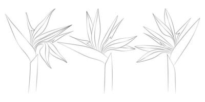 Strelitzia tropisch Blumen Satz. Vektor botanisch Illustration, Kontur Grafik Zeichnung.