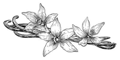 vanilj blomma med pinnar. vektor hand dragen illustration av orkide blomma och skida på vit isolerat bakgrund. översikt teckning av krydda för matlagning eller arom oljor. svart skiss i linje konst stil.