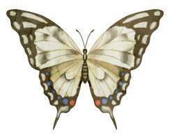 fjäril machaon på vit isolerat bakgrund. vattenfärg illustration av insekt med brun vingar. hand dragen klämma konst av flygande fjäril för kort och ikoner. teckning av årgång skriva ut i pastell färger vektor