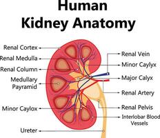 Mensch intern Organe System. Menschen Körper intern Organe Illustration. Anatomie Organ Vektor