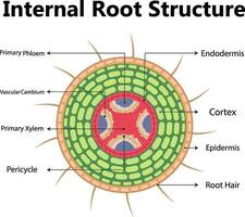 växt anatomi med strukturera och inre sida se delar översikt diagram. pedagogisk märkt botanik förklaring med tvärsnitt för blomma och löv skikten under mikroskop vektor illustration.