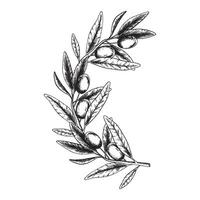oliv grenar, löv och frukter. runda krans av grenar oliv träd. vektor illustration i skiss stil. för meny, förpackning design, bröllop inbjudan, spara de datum eller hälsning kort.