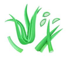 aloe vera växt, löv och skivor. vektor illustration isolerat