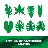 8 typer anthutrium blad vektor