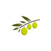 Grün Oliven im das Ast. isoliert Vektor Illustration.