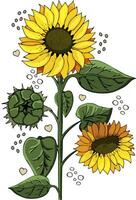 isoliert Illustration von Gelb Sonnenblumen mit Grün Blätter. Sonnenblume Samen. Vektor Illustration