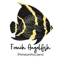 franska angelfish eller pomacanthus paru. marin invånare med färgrik kropp och fenor för simning vektor