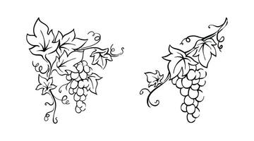 Weinrebe mit Blätter Illustration Vektor Beeren Hand gezeichnet Jahrgang Zeichnung