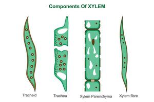 Komponenten von Xylem. biologisch Bildung. vektor