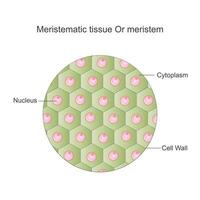 meristematisch Gewebe, oder Meristem, ist Pflanze Gewebe verantwortlich zum Wachstum und Differenzierung, gefunden beim das Tipps von Stängel und Wurzeln. vektor