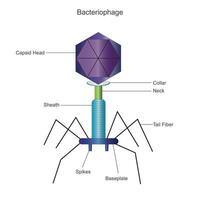 Bakteriophage Biologie Konzept vektor