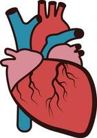 realistisk hjärta , anatomisk hjärta , kardiologi, hjärta, mänsklig hjärta, medicinsk skola, hjärta, vektor