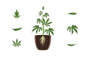 Karikatur Farbe Cannabis Pflanze Element Satz. Vektor