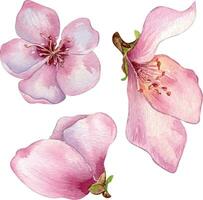 uppsättning av rosa blommor av persika träd vattenfärg illustration isolerat på vit. blomma frukt träd, vit blomma hand målning. design element för bröllop inbjudan, textil, omslag, kort, paket. vektor