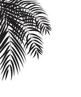 palmträd blad silhuett bakgrund vektor illustrat
